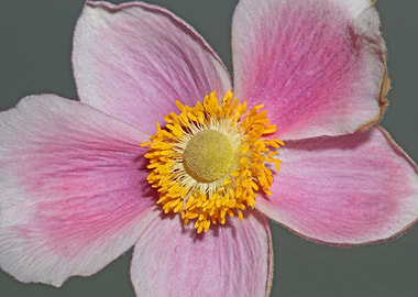 Pink flower blossom macro