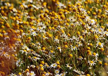Chamomile background