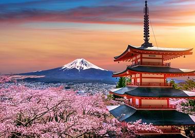 Cherry blossoms in spring