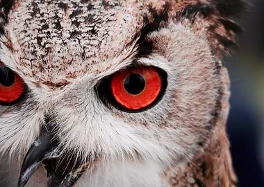 Owl with Red Eyes