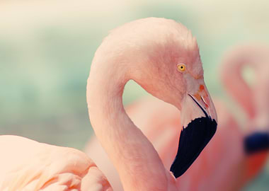 Stunning Pink Flamingo