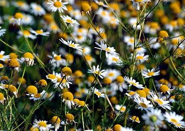 Daisies close up