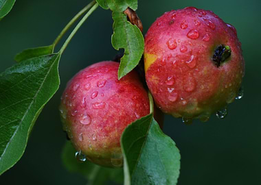 Red ripe apples on branch