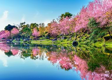 Beautiful cherry blossoms