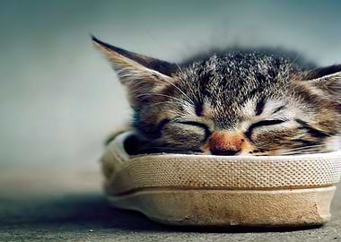 Cute Sleeping Kitten
