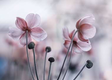 Pink Anemone