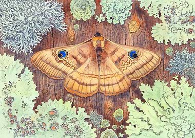 Moth and Lichen