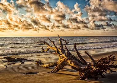Driftwood Beach Jekyl