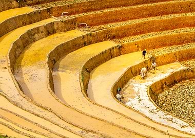 Plowing rice terraces
