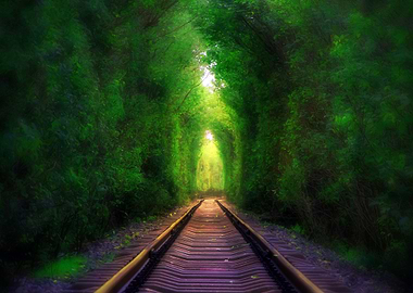 The Train way in Forest