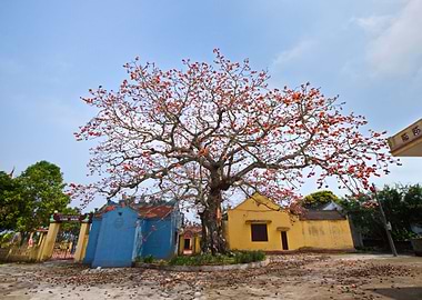 Blooming Bombax ceiba