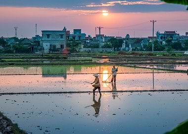 Sowing seeds at sunset