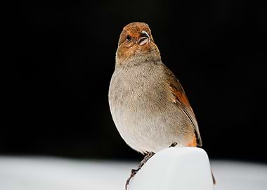 Lesser Antillean Bullfinch