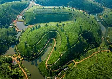 Sunlight over plantations