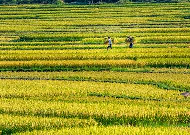 Farmers carrying home
