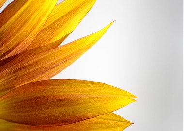 sunflower yellow petals