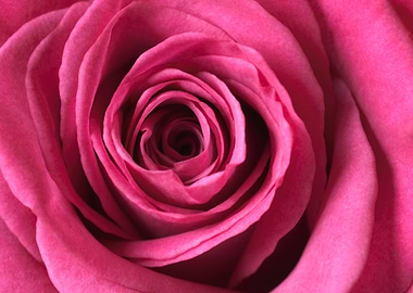 pink rose macro