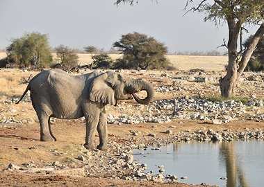 Elephant drinking