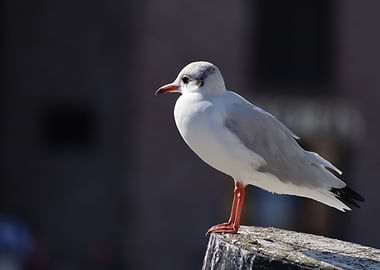 The Seagull 2