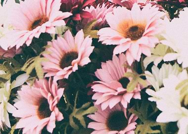 flower white and pink