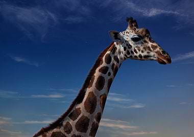 Cool giraffe in the night