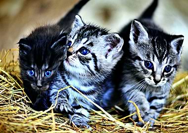 Three Kittens