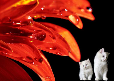 White cat and kitten