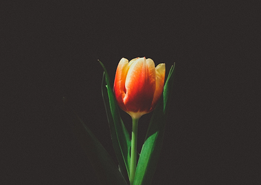 single orange tulip