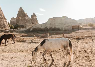 horse in desert