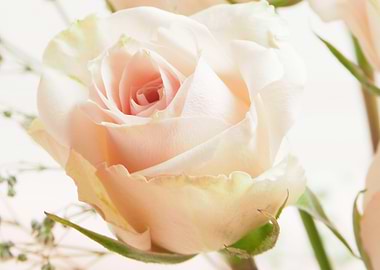 soft pink rose