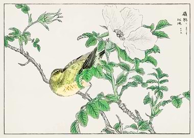 Bulbul and Rosa Rugosa