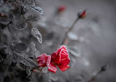 Frozen red rose flowers