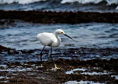 Snowy egret on the beach