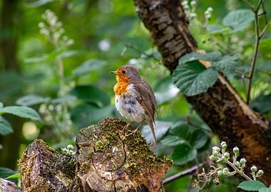 Robin