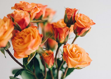 orange roses