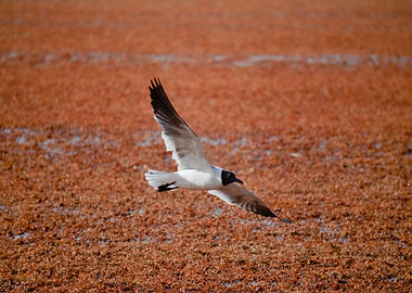 Flying nothing to laugh