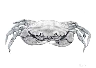 Coastal Crab Drawing