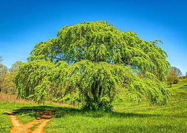 Appalachian Mountain Trail