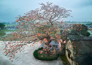 Blooming bombax ceiba tre
