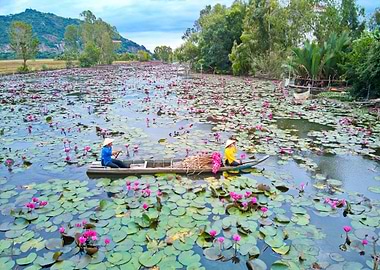 Waterlily flowers on boat