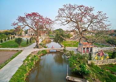Blooming bombaxceiba trees
