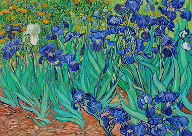 Vincent Van Goghs Irises