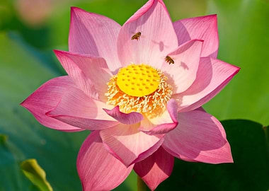 Very big lotus in focus