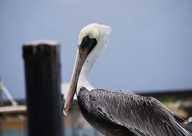 nuptial brown pelican