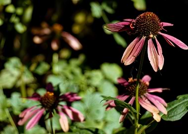 The Purple Echinacea