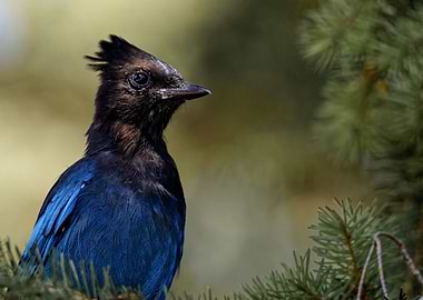 Young Staller Jay pose