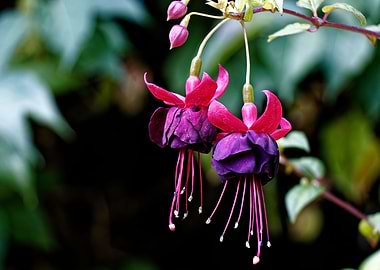 Purple Fuchsia flowers