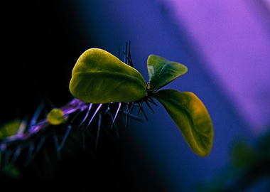 Christs thorn euphoria