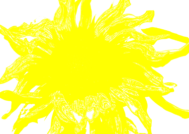 Just a sunflower