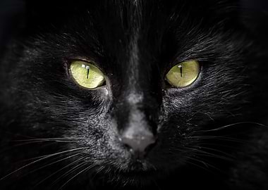 Green eyes of a black cat